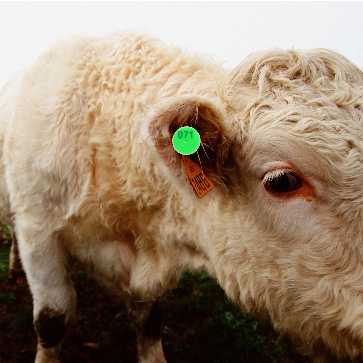 100 قطعة من علامات الأذن البلا - مراجعة Livestock Ear Tag وسعره